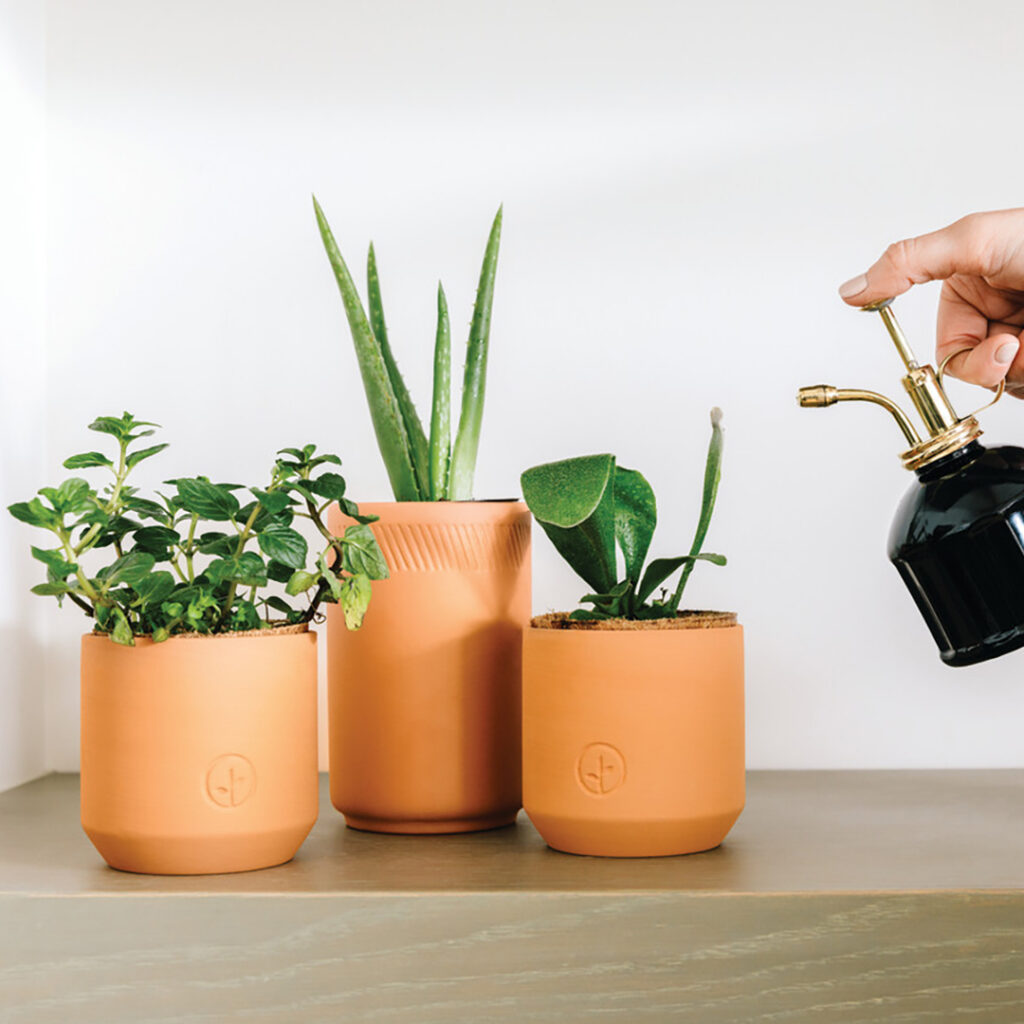 Three small terracotta planters holding different green plants on a shelf, with a hand using a black and gold mister to water them.