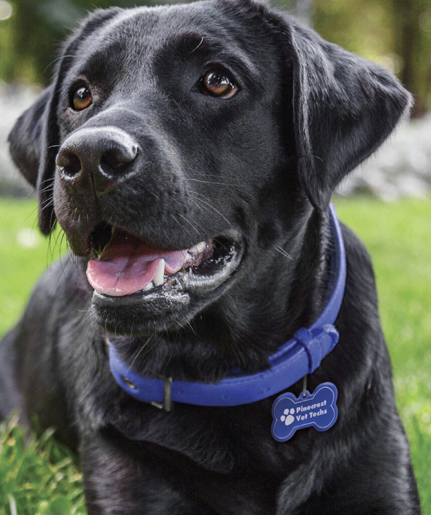 Close-up of a black dog wearing a blue collar with a bone-shaped tag that reads “Pinecrest Vet Techs,” resting on grass with a softly blurred outdoor background.